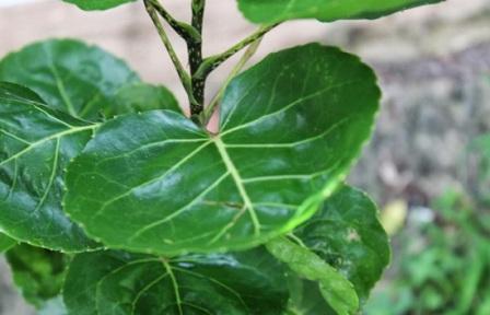 daun mangkokan banyak manfaatnya untuk tubuh